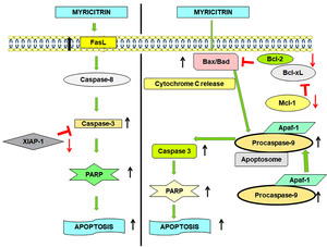 Figure from article: <i>In-silico</i> Study: The...