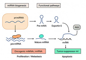 Figure from article: MicroRNAs as Cancer...