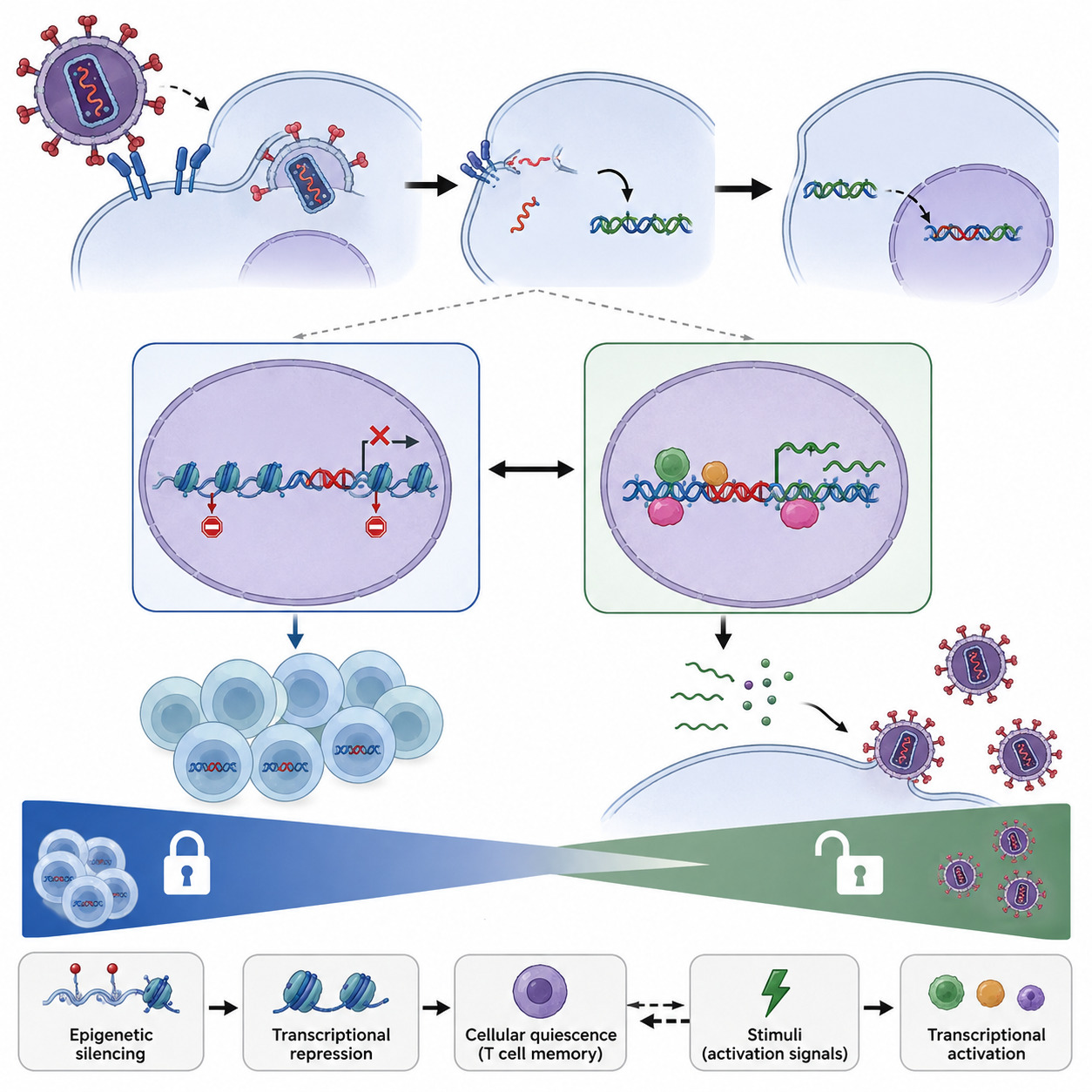 Figure from article: Revisiting HIV Latency:...